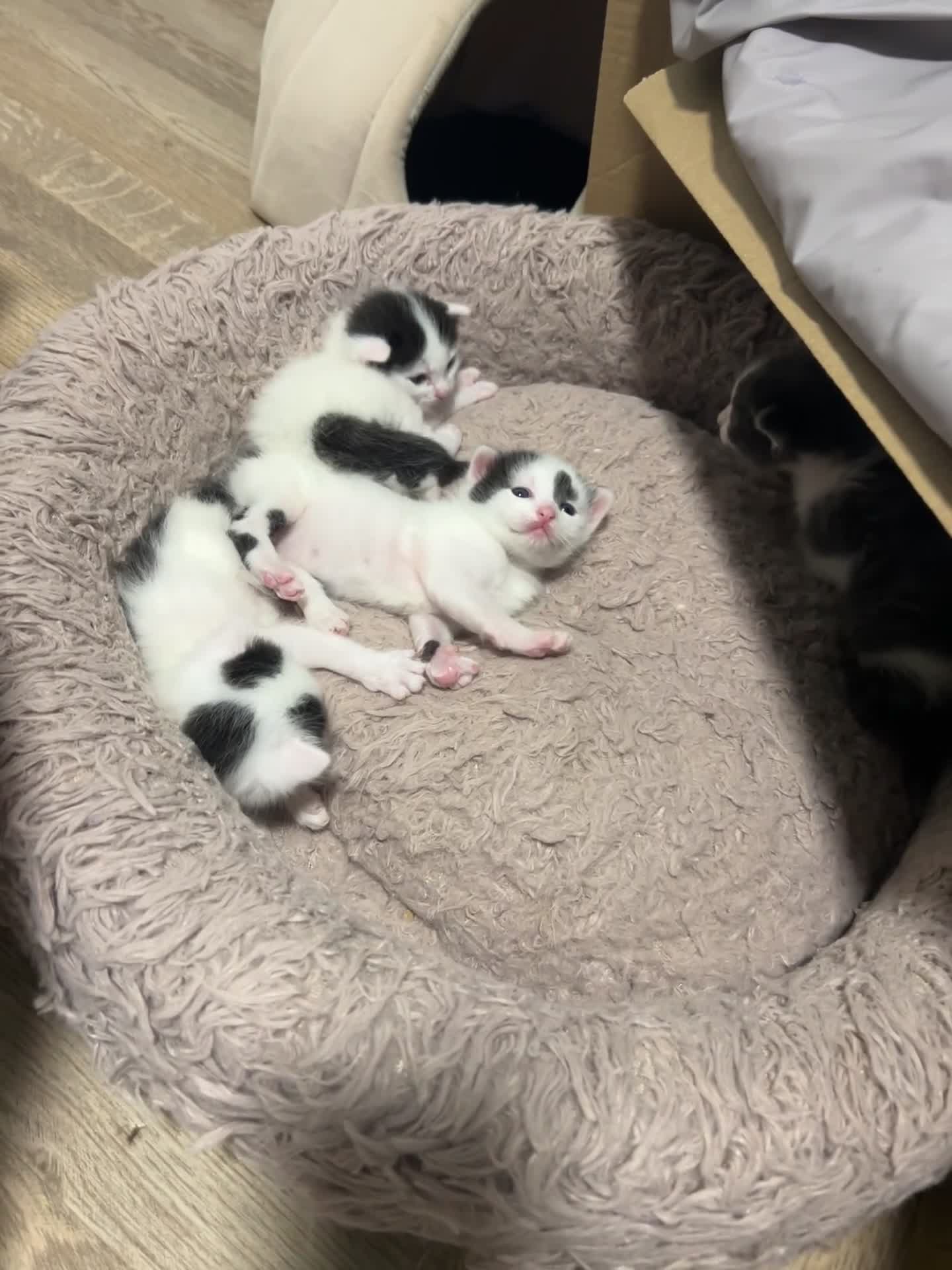Ragdoll cats for sale: Ragdoll cross kittens mother is a purebred ragdoll - Video 5