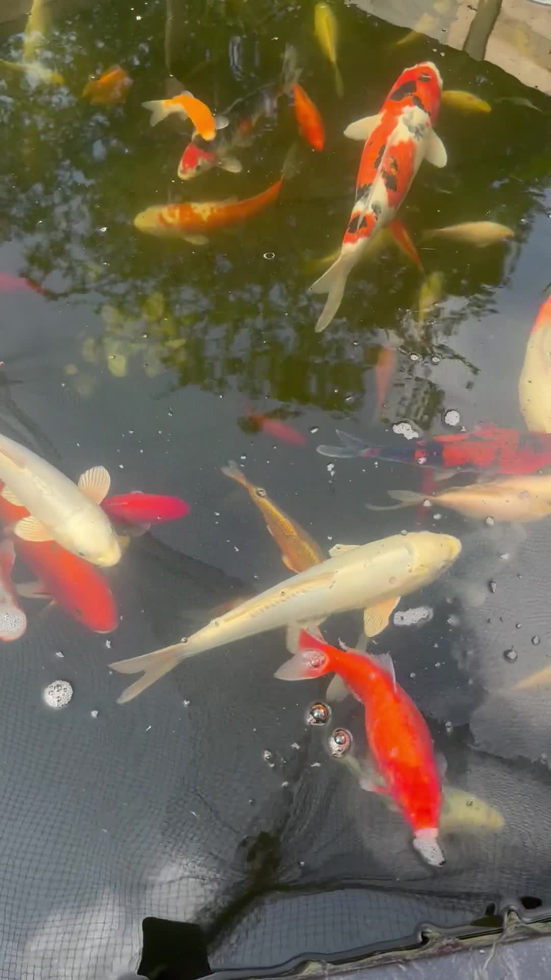 Koi Carp fish for sale: Pond closure  - Video 3