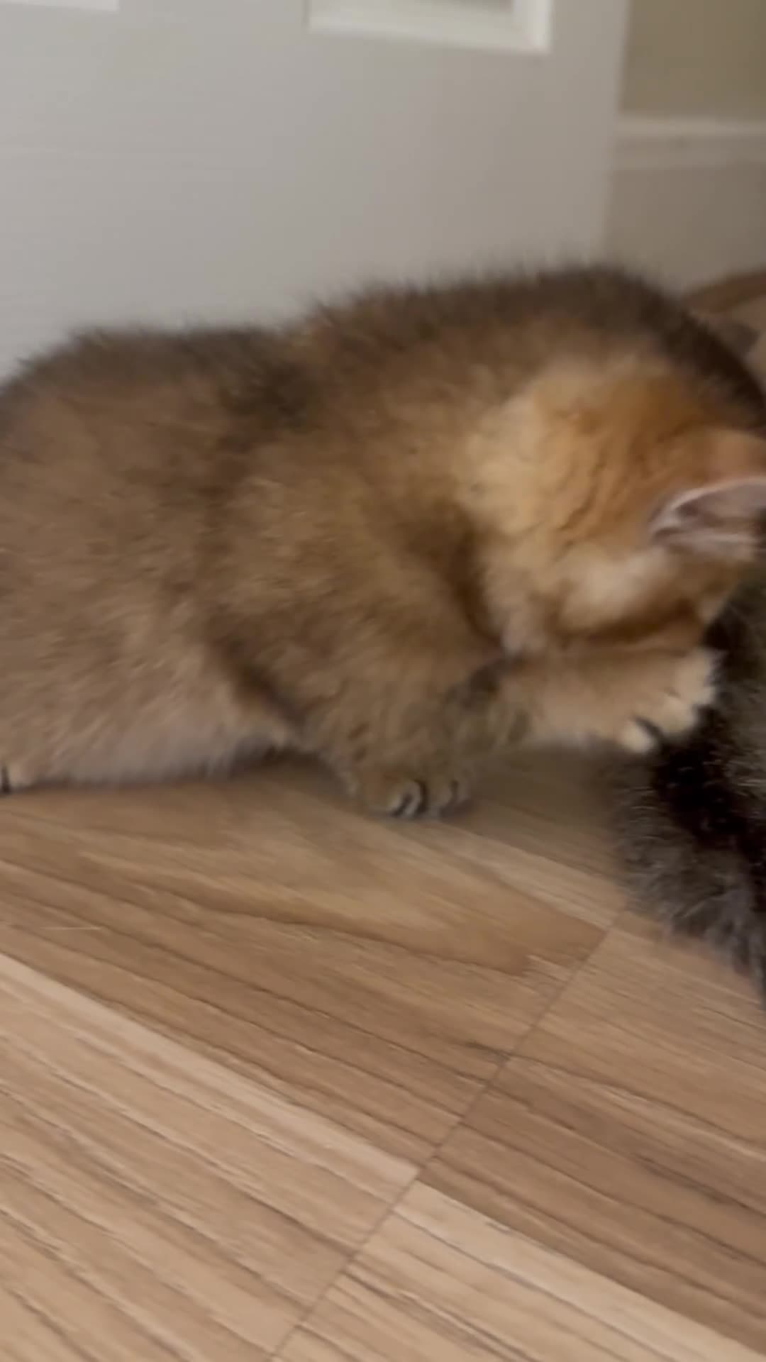 British Longhair cats for sale: Ready to leave kittens  - Video 1