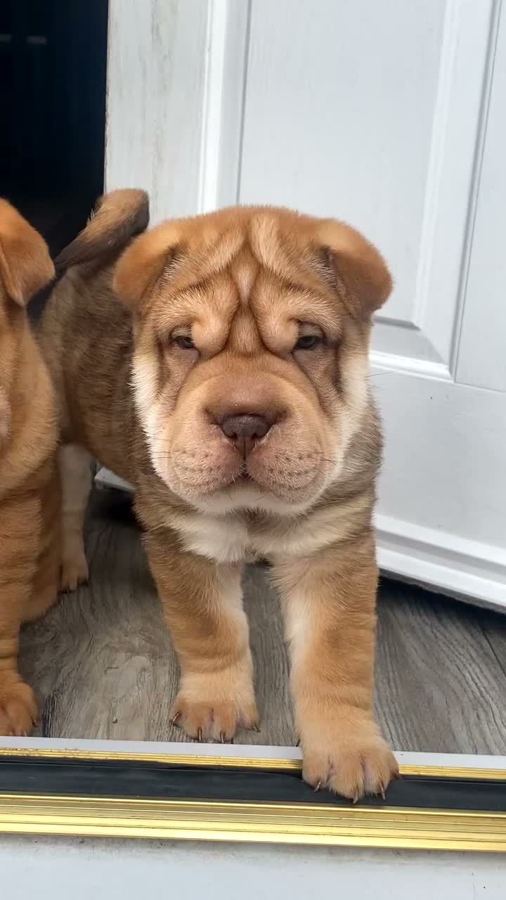 Shar Pei dogs for sale: *** 1 Girl left ***KC Shar Pei Puppies  - Video 1