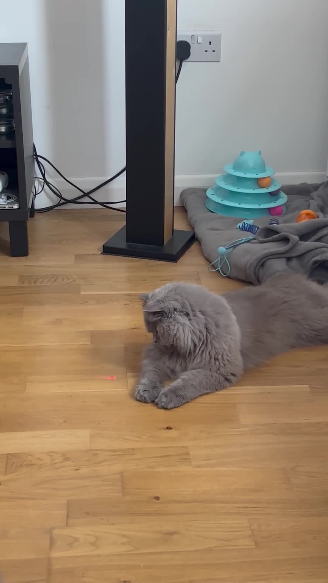 British Longhair cats for sale: Beautiful BritishLonghair looking for a LovingHome - Video 2