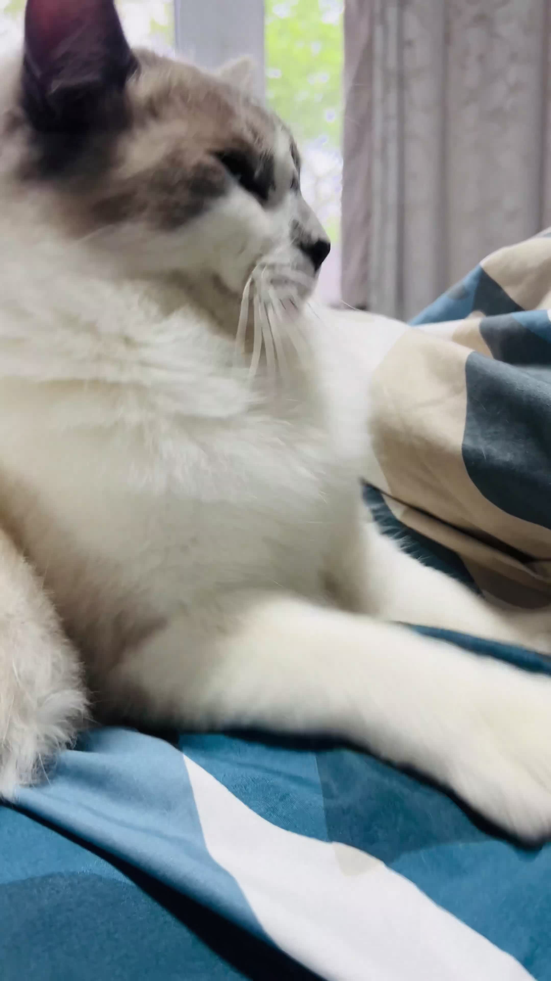 Ragdoll cats for sale: Ragdoll Beautiful Cat - Video 1