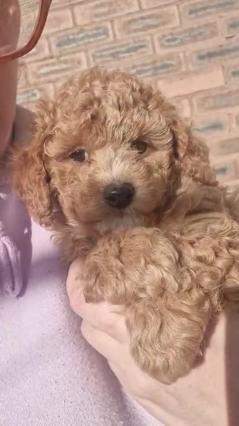 Poochon dogs for sale: F1b Toy Poochon pups - Video 1
