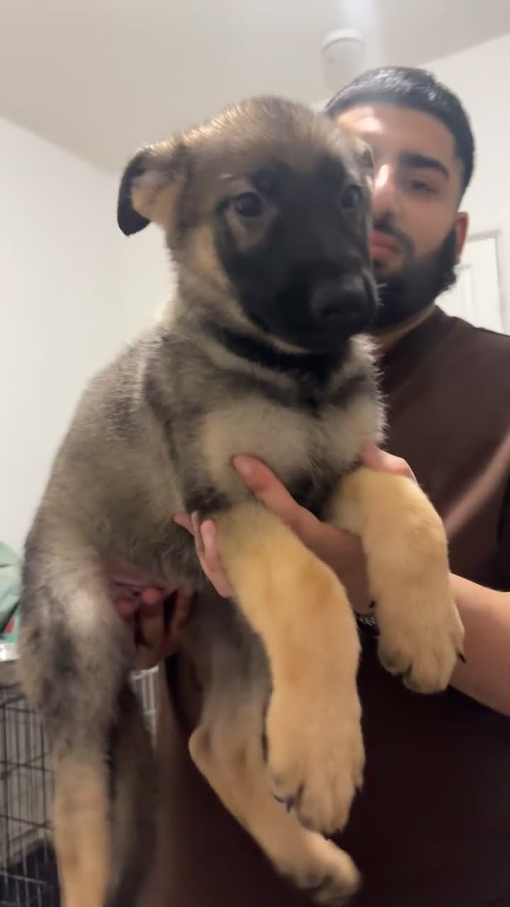German Shepherd dogs for sale: Shepherd pups for sale - Video 2