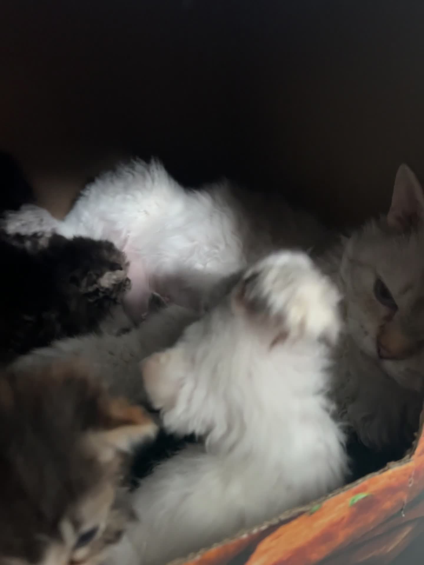 Selkirk Rex cats for sale: Stunning Selkirk rex kittens - Video 1