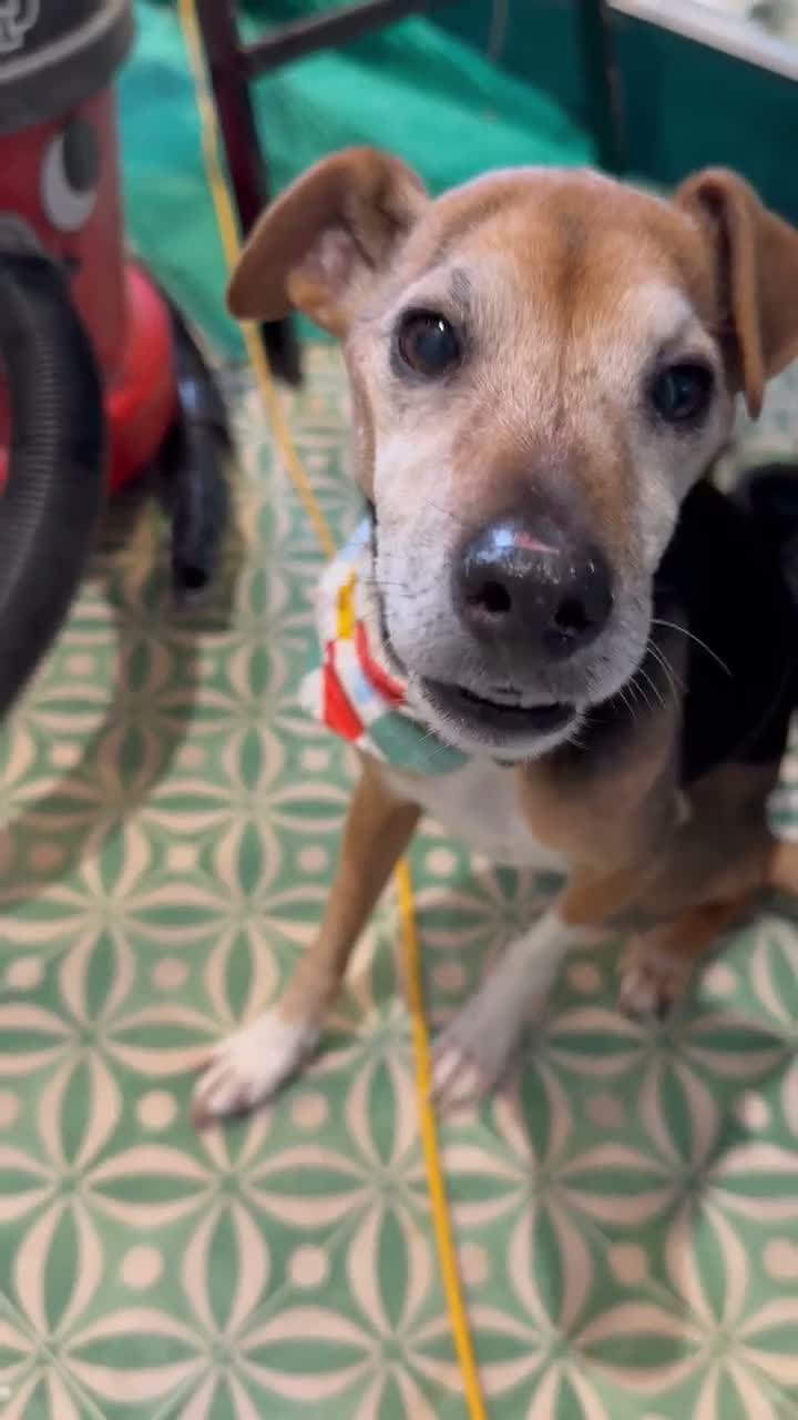 Mixed Breed dogs for sale: (Pippa) Looking for a Retirement Home - Video 1