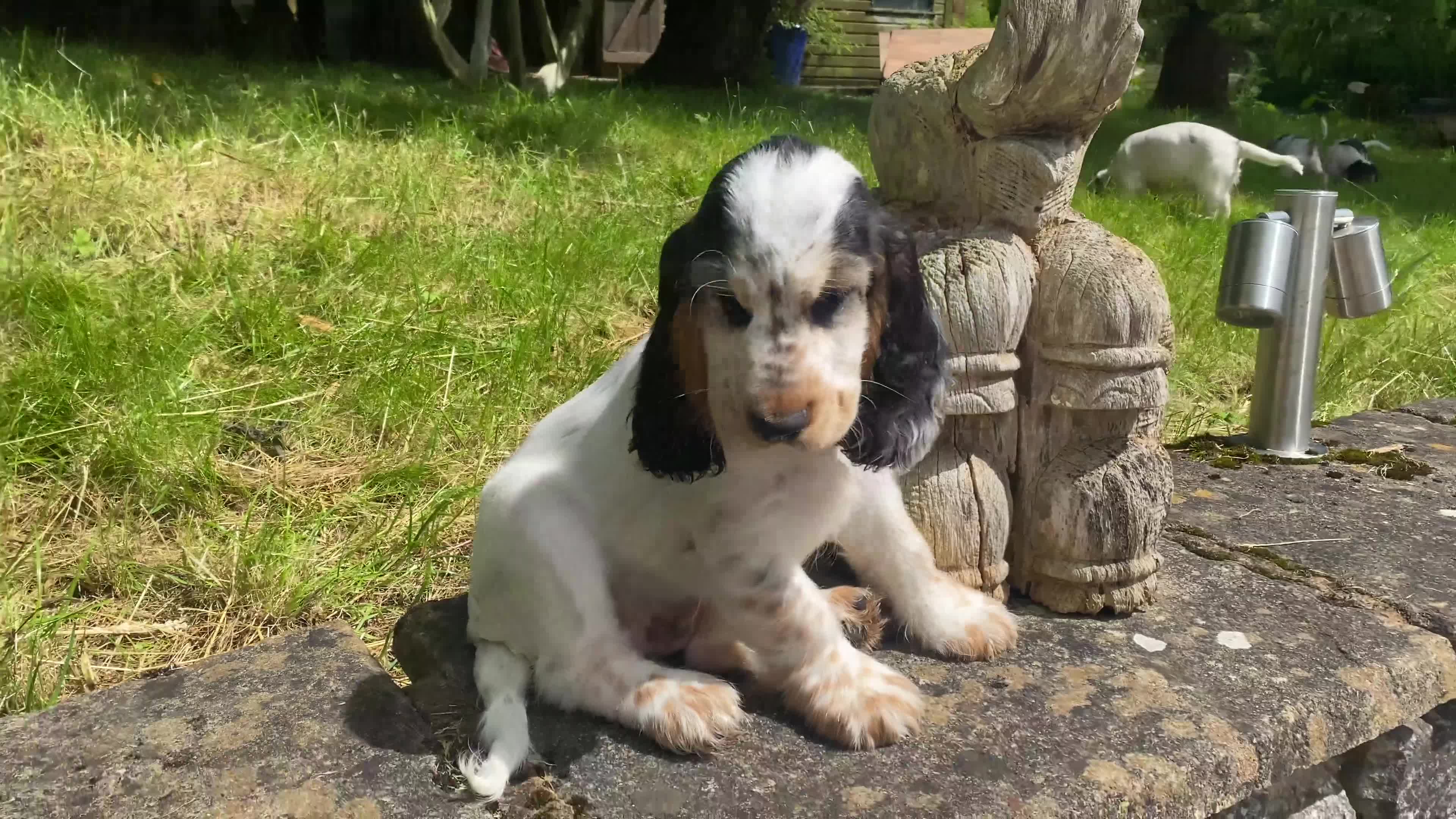 Cocker Spaniel dogs for sale: KC registered Show Cocker Spaniels  - Video 2