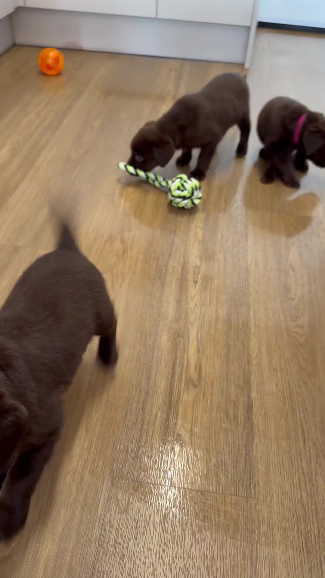 Labrador Retriever dogs for sale: Chunky chocolate labradors  - Video 4