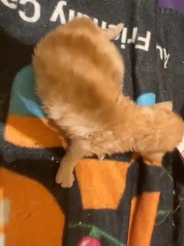 Maine Coon cats for sale: Gorgeous Maine coone kittens  - Video 4