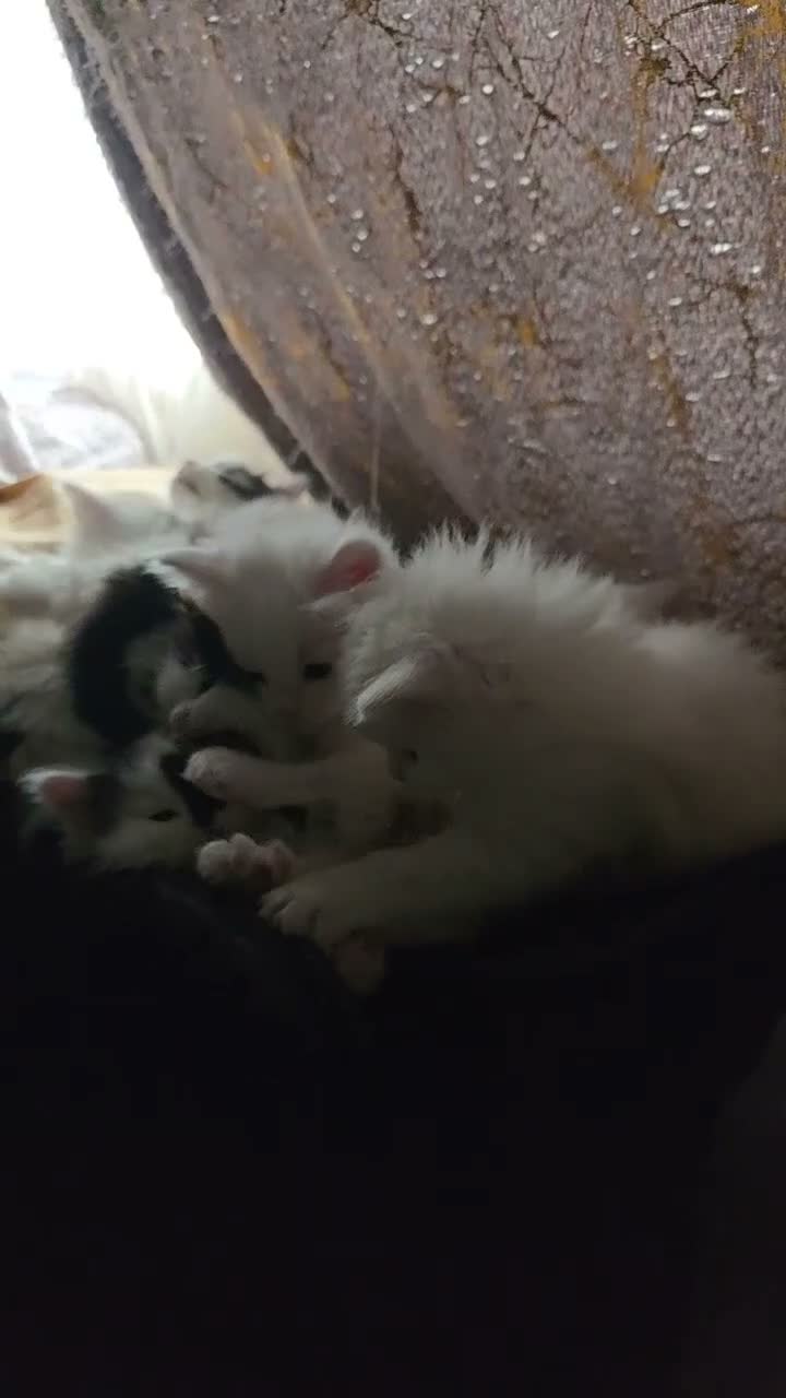Mixed Breed cats for sale: Cats for sale  - Video 1