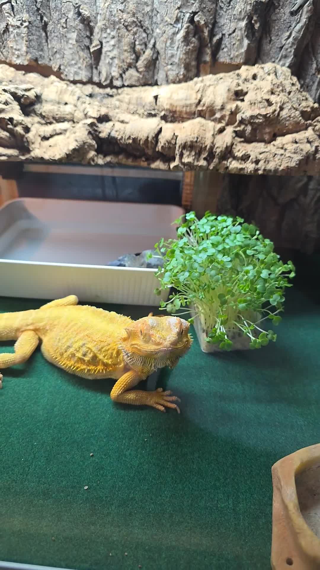 Bearded Dragon reptiles for sale: Our sweet friendly dragon.  in Dover - Video 3