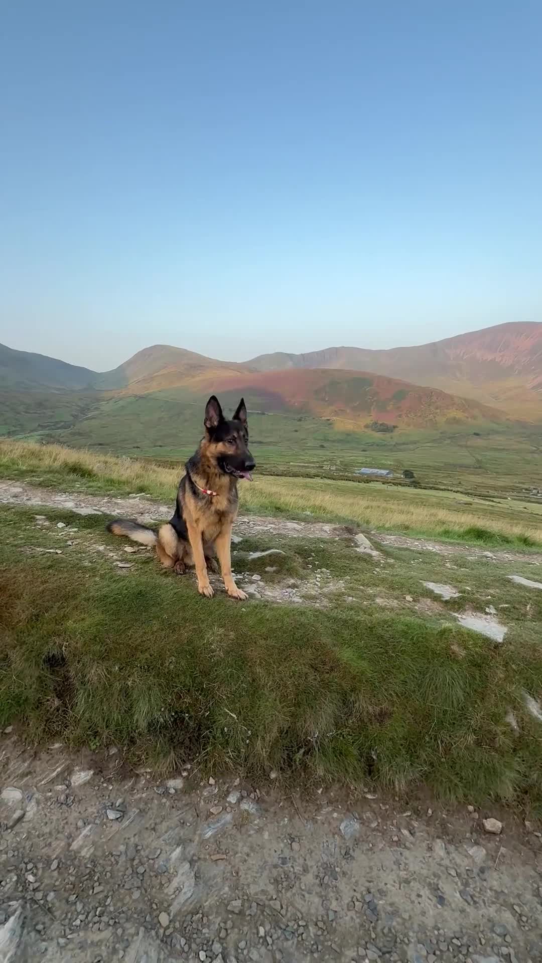 German Shepherd dogs for stud: Handsome GSD "Rafa" - 1st Time Stud. 📍Northwest - Video 1