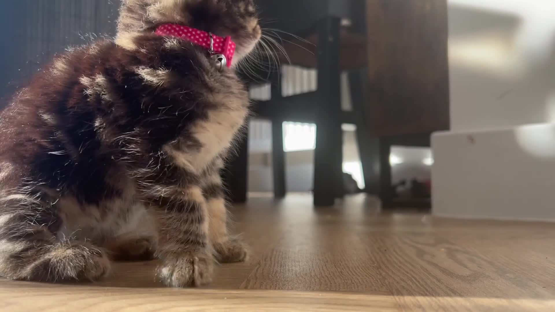 Mixed Breed cats for sale: fluffy tabby girl last one of the litter!!  - Video 2