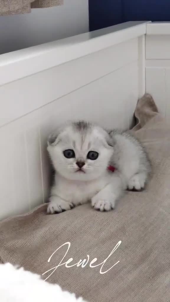 Scottish Fold cats for sale: Scottish Fold Healthy & Socialised - Video 1