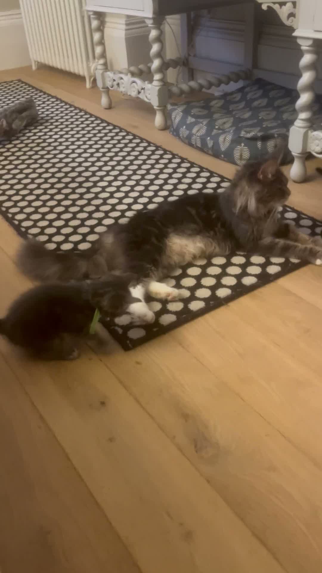 Maine Coon cats for sale: Beautiful fluffy Maine Coon x kittens - Video 5