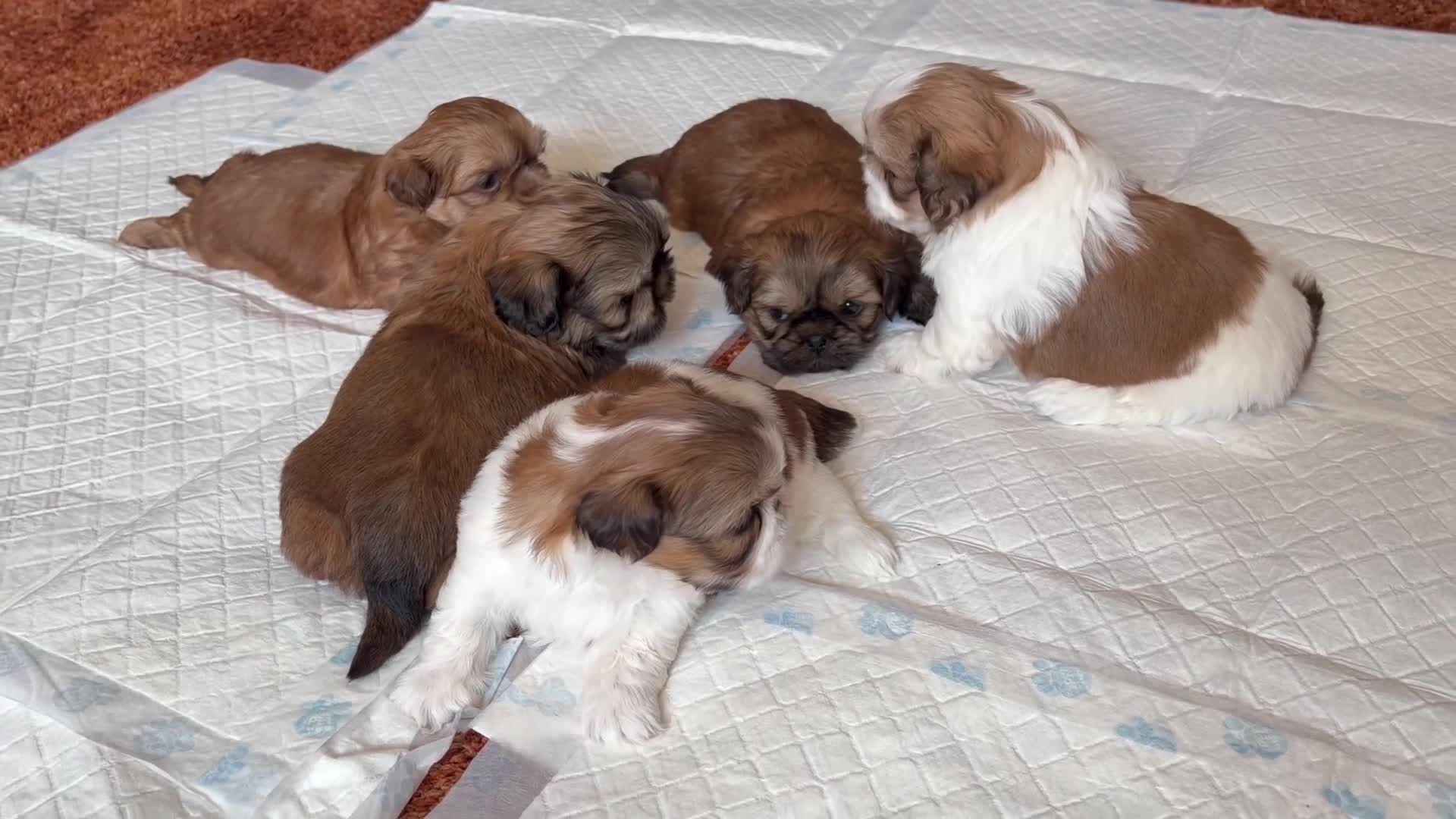 Shih Tzu dogs for sale: Beautiful pure Shih Tzu puppies  - Video 3