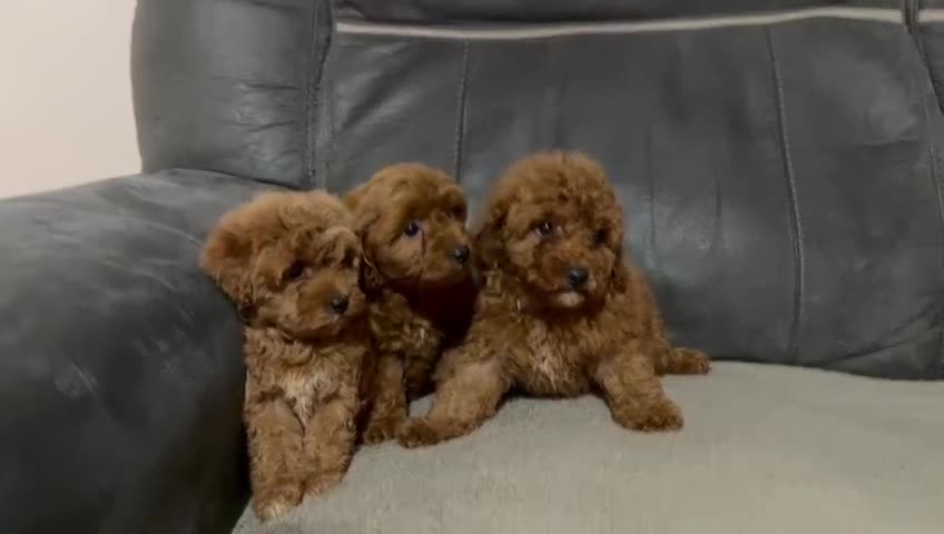 Toy Poodle dogs for sale: Toy poodle - Video 1