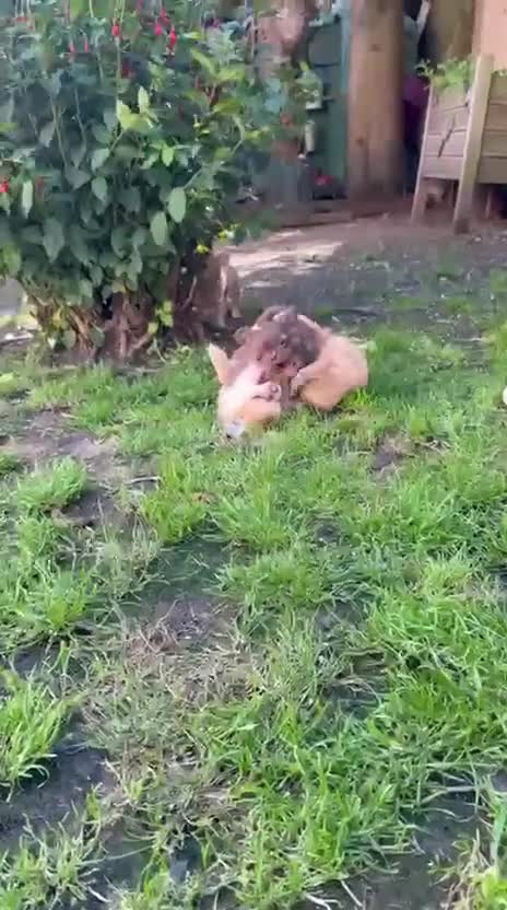 Chihuahua dogs for sale: Chihuahua puppies  - Video 1