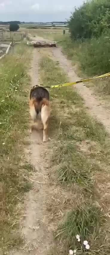 Mixed Breed dogs for adoption: ❤️🐶Please help LEIA find a loving forever home❤️ - Video 2