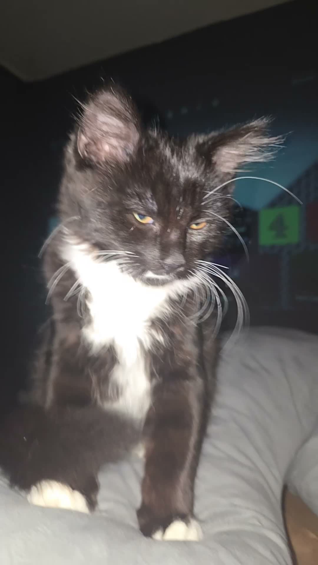 Mixed Breed cats for sale: Bandit  - Video 1