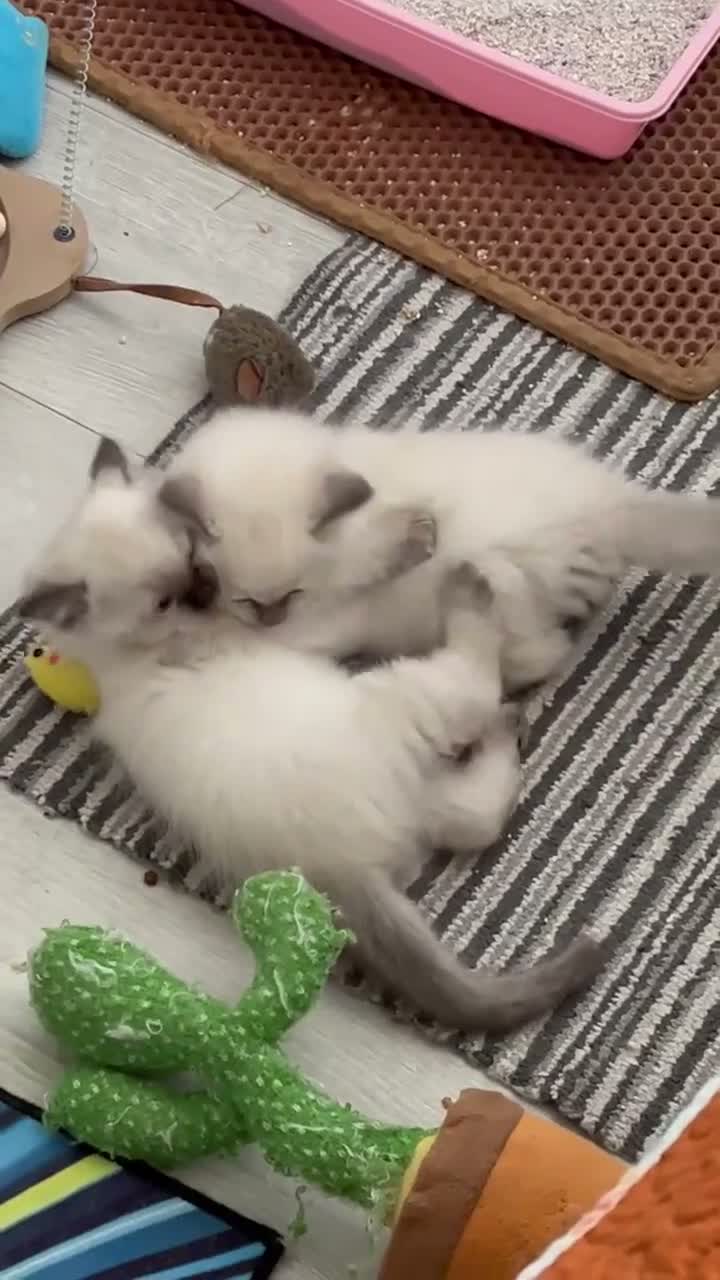 Ragdoll cats for sale: 🥰4 Beautiful Little Boys Looking Loving Homes ❤️✨ - Video 1