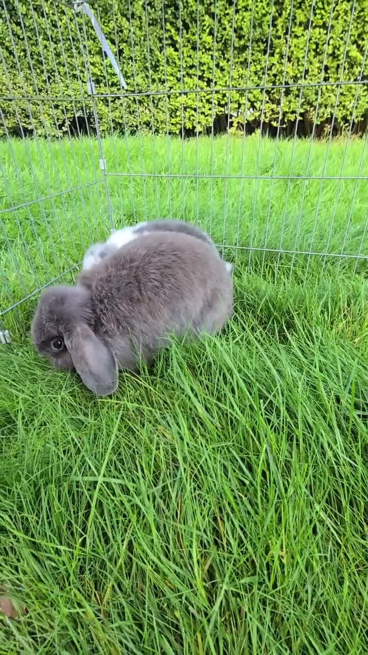 Mini Lop rabbits for sale: Mini lops *3 Girls, 1 Boy* - Video 1