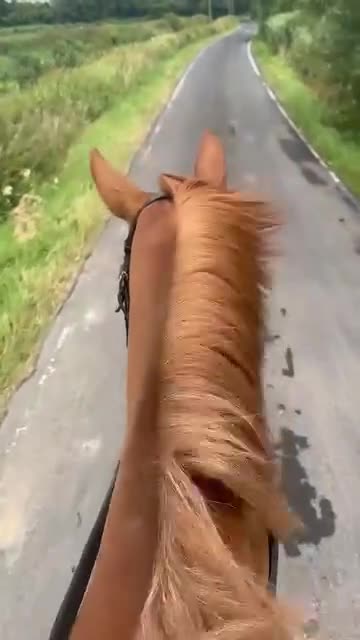 British Warmblood horses for sale: AES Registered warmblood mare  - Video 3
