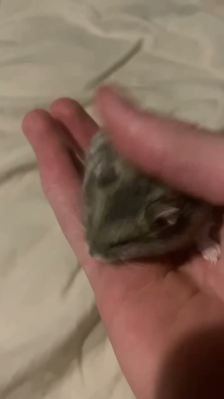 Hamster rodents for sale: Dwarf hamster  - Video 1