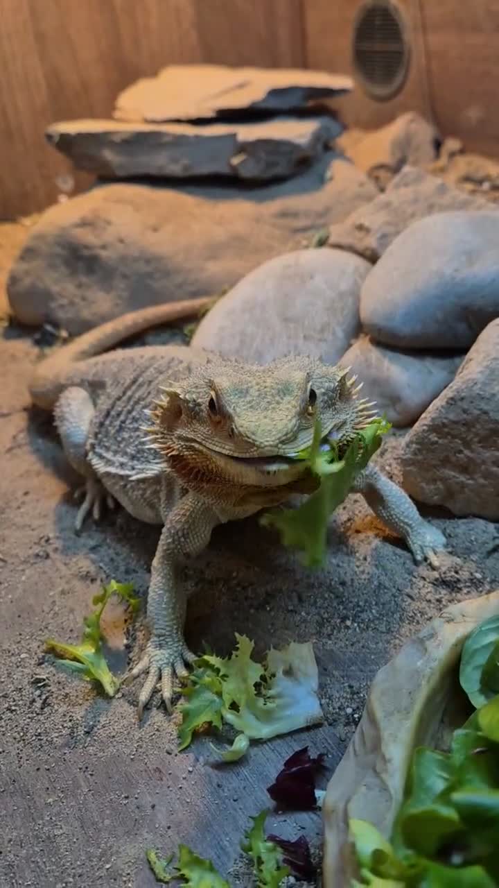 Bearded Dragon reptiles for sale: Bearded dragon and viv set up in Hull - Video 1