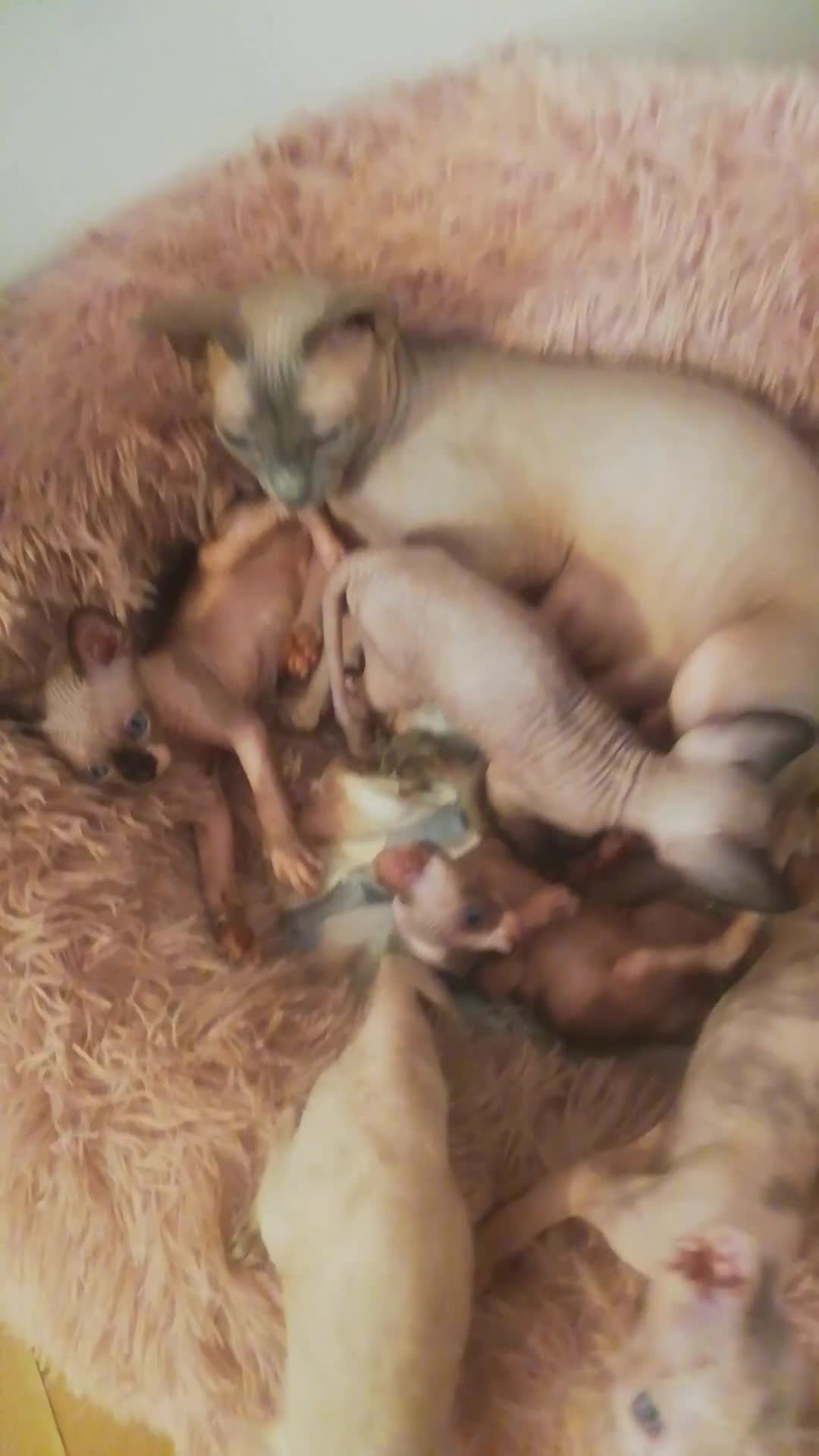 Sphynx cats for sale: Hurry up 1 beautiful boy with blue eyes left - Video 1