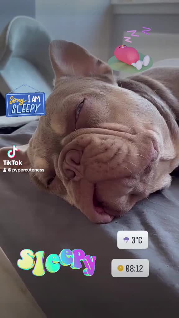 French Bulldog dogs for stud: Stunning Isabella & Tan boy fluffy L4 for Stud in Dundee - Video 2