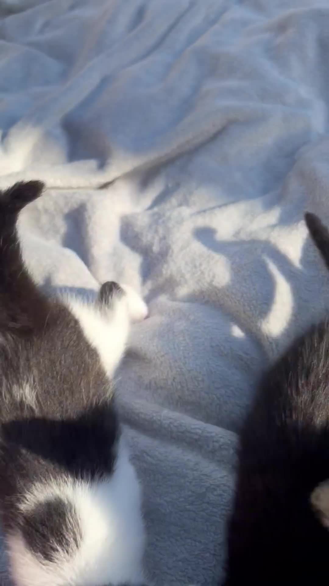 Mixed Breed cats for sale: Special b&w female kitten available  - Video 1