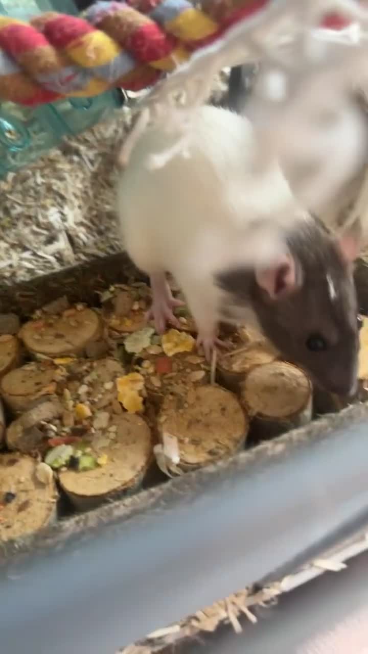 Rat rodents for sale: 2 adorable female rats - Video 2