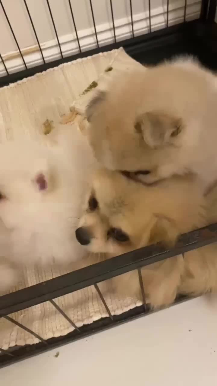 Pomeranian dogs for sale: Snow White Pomeranian for sale - Video 1