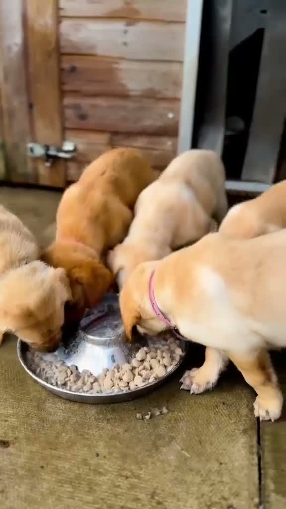 Labrador Retriever dogs for sale: KC Registered Labrador pups  - Video 1