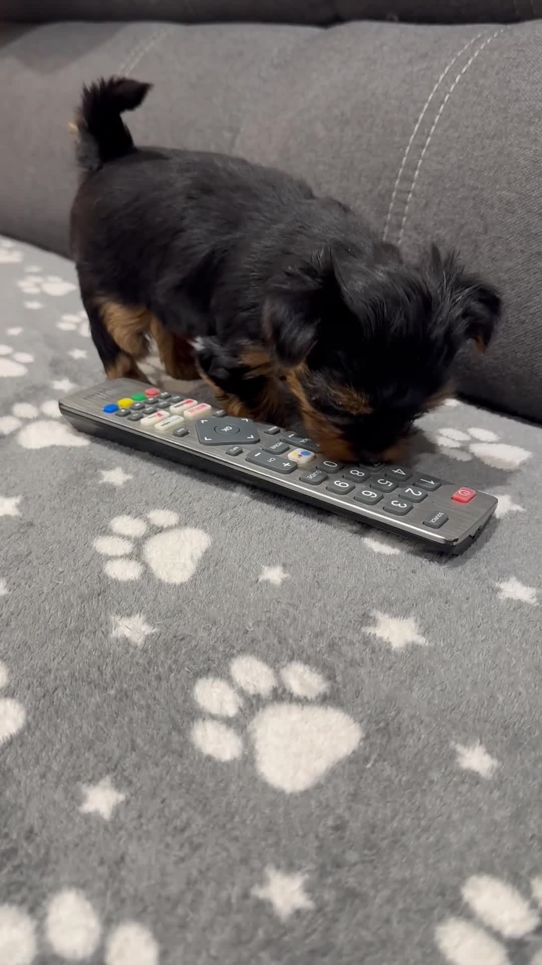 Yorkshire Terrier dogs for sale: Mini Yorkshire Terrier  in Worthing - Video 1