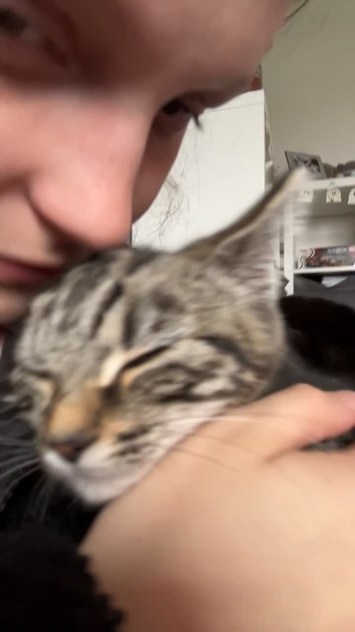 Domestic Shorthair cats for sale: Very loving tabby kitten ready now  - Video 1