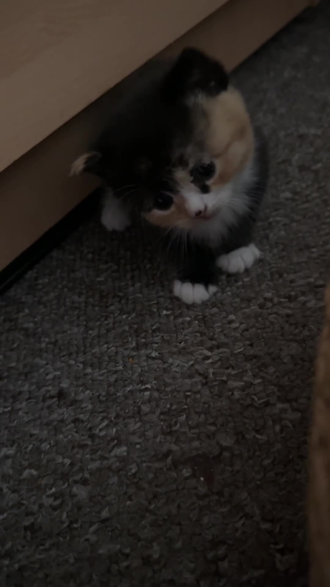 Domestic Shorthair cats for sale: Tuxedo Mum & 6 kittens home needed foster or 4ever - Video 2