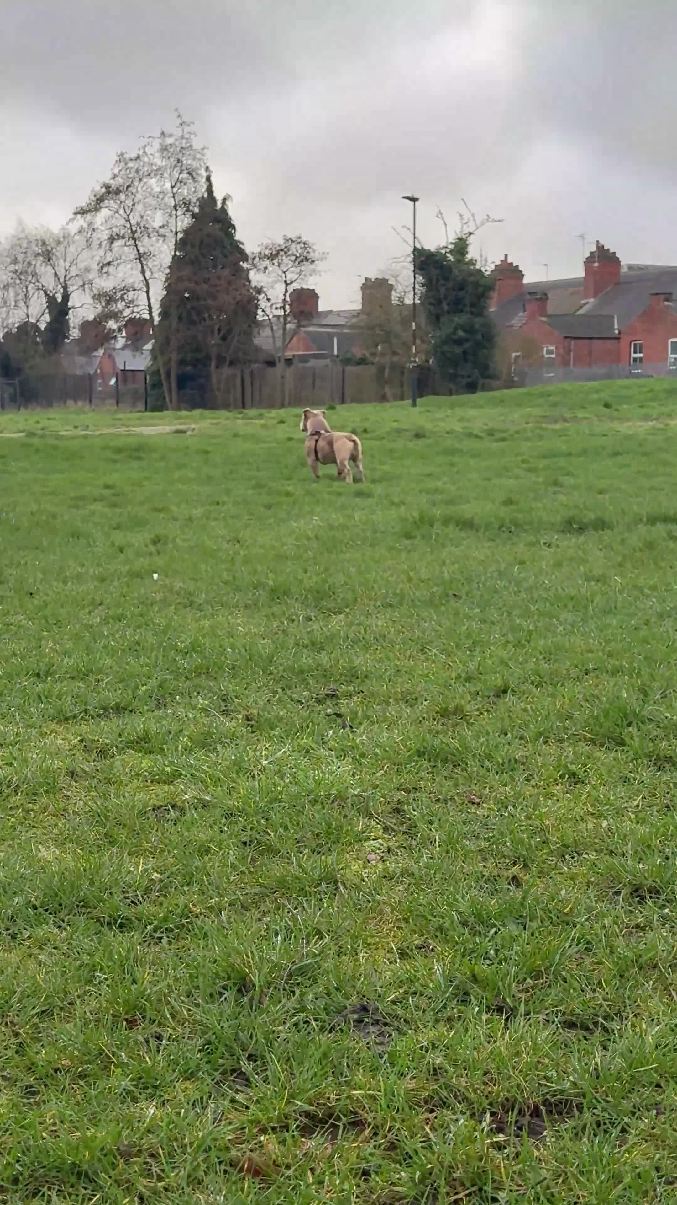Olde English Bulldogge dogs for sale: Blue fawn olde English bulldog 1 year old KC reg - Video 3