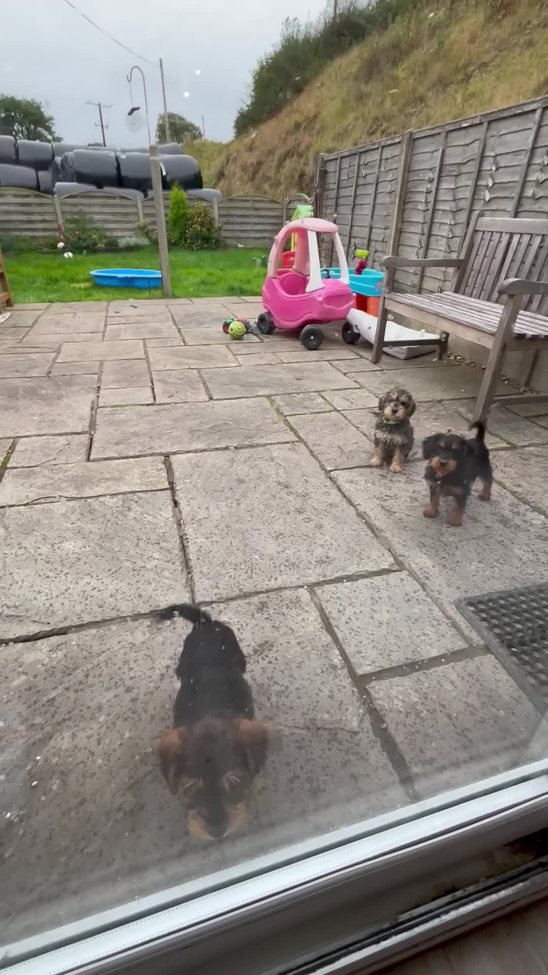 Mixed Breed dogs for sale: F1 MINI SCHNOODLE PUPPIES READY NOW - Video 1