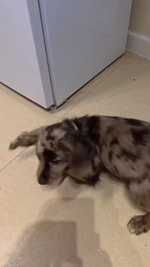 Cocker Spaniel dogs for sale: Rare roan cocker spaniel puppy  - Video 1