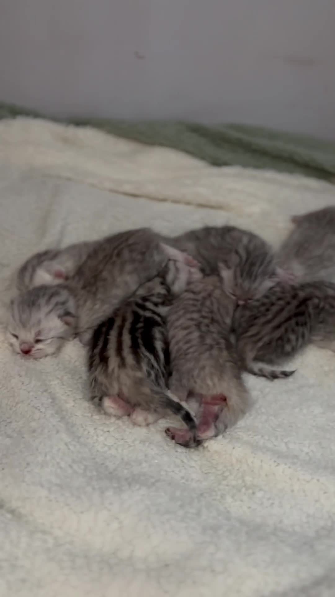British Shorthair cats for sale: Stunning Snow Spot Kittens  - Video 1