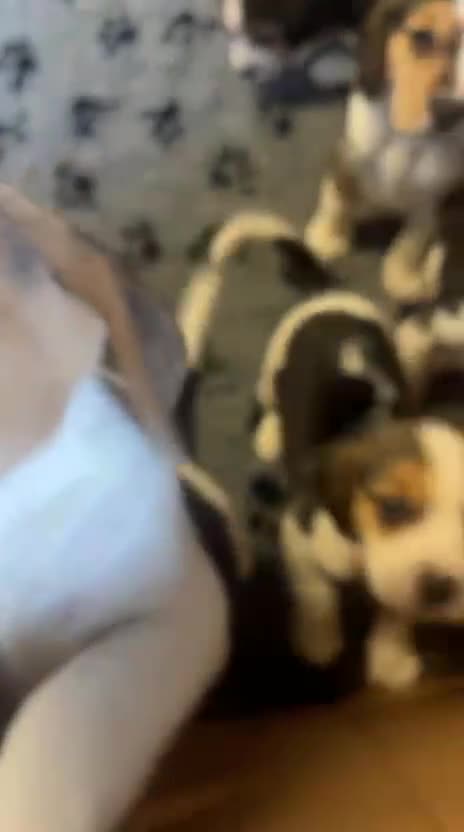 Beagle dogs for stud: Proven Beagle stud Dog, Ozzy in Newtown - Video 1
