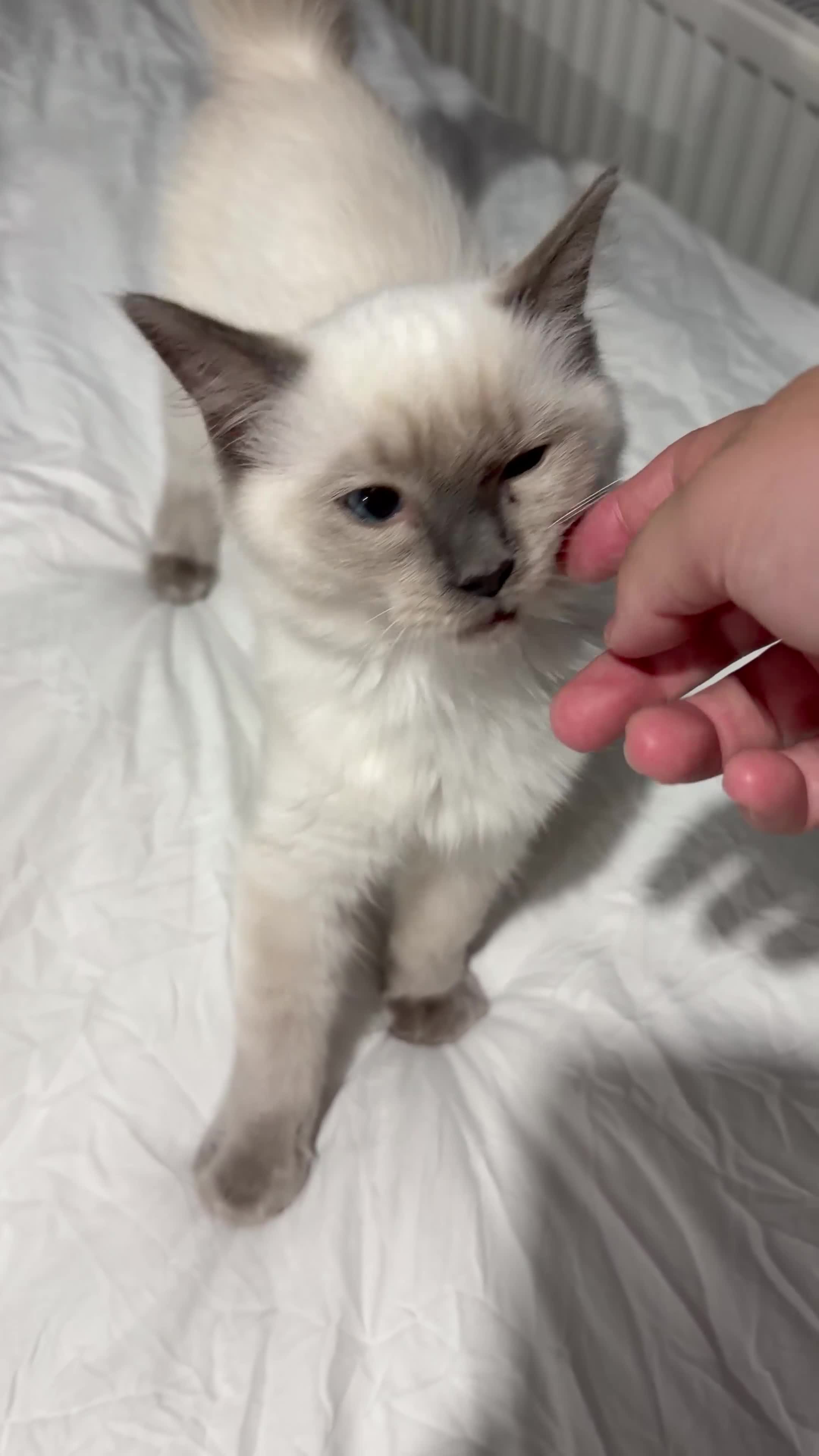 Ragdoll cats for sale: 🩵 Beautiful 13-Week-Old Blue Lynx Ragdoll Boy 🩵 - Video 1