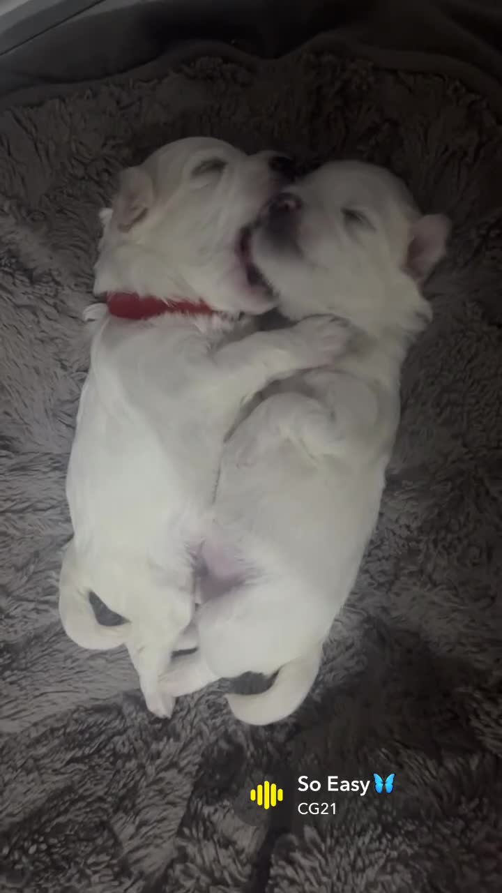 Maltese dogs for sale: 🤍 Beautiful Maltese Puppies – Ready to Reserve 🤍 - Video 1