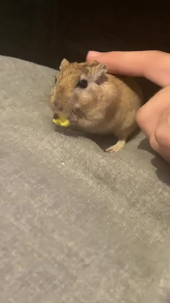 Gerbil rodents for sale: FREE male gerbils! - Video 2