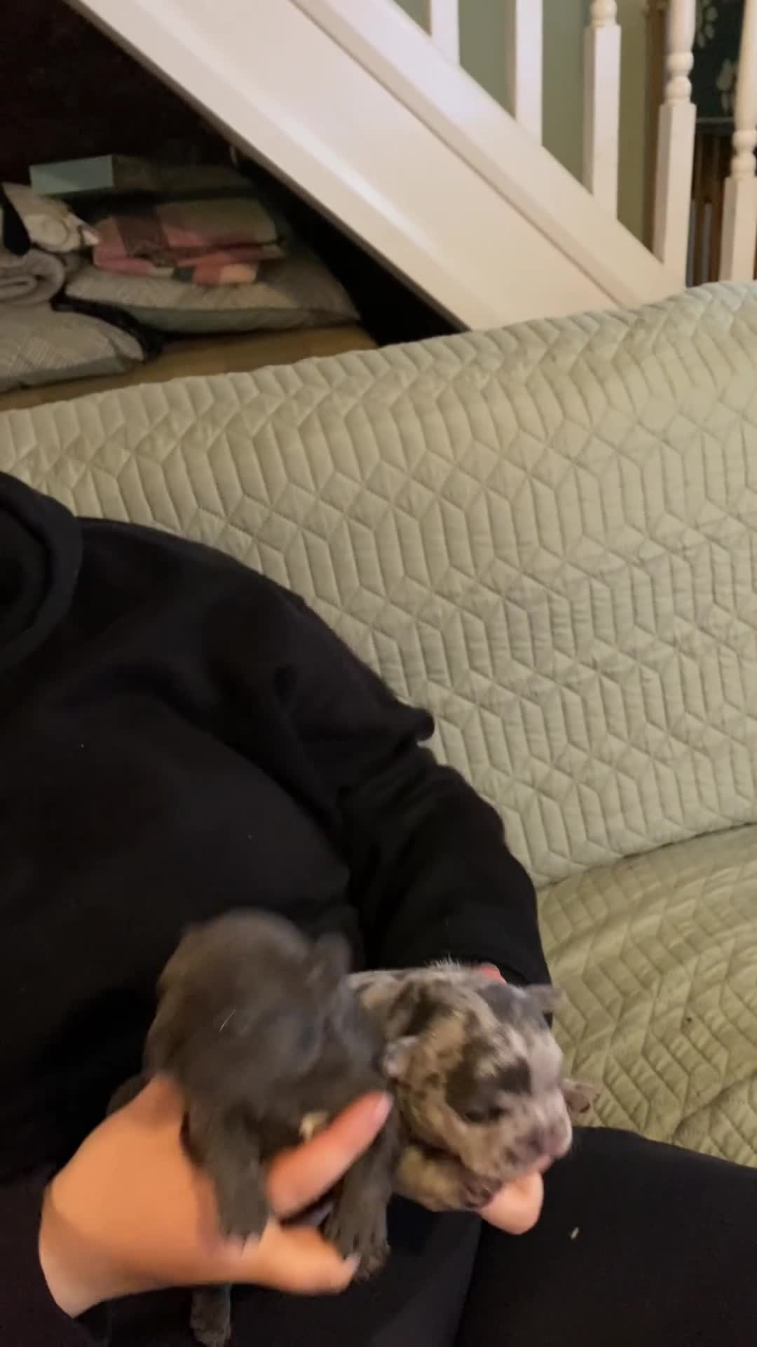 French Bulldog dogs for sale: Stunning healthy French bulldog pups - Video 1
