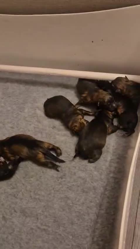 German Shepherd dogs for sale: Working line german shepherd pups  - Video 1