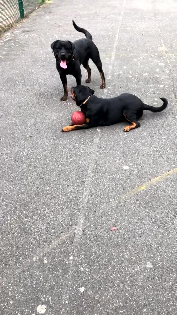 Rottweiler dogs for stud: Pure breed Rottweiler stud - Video 1