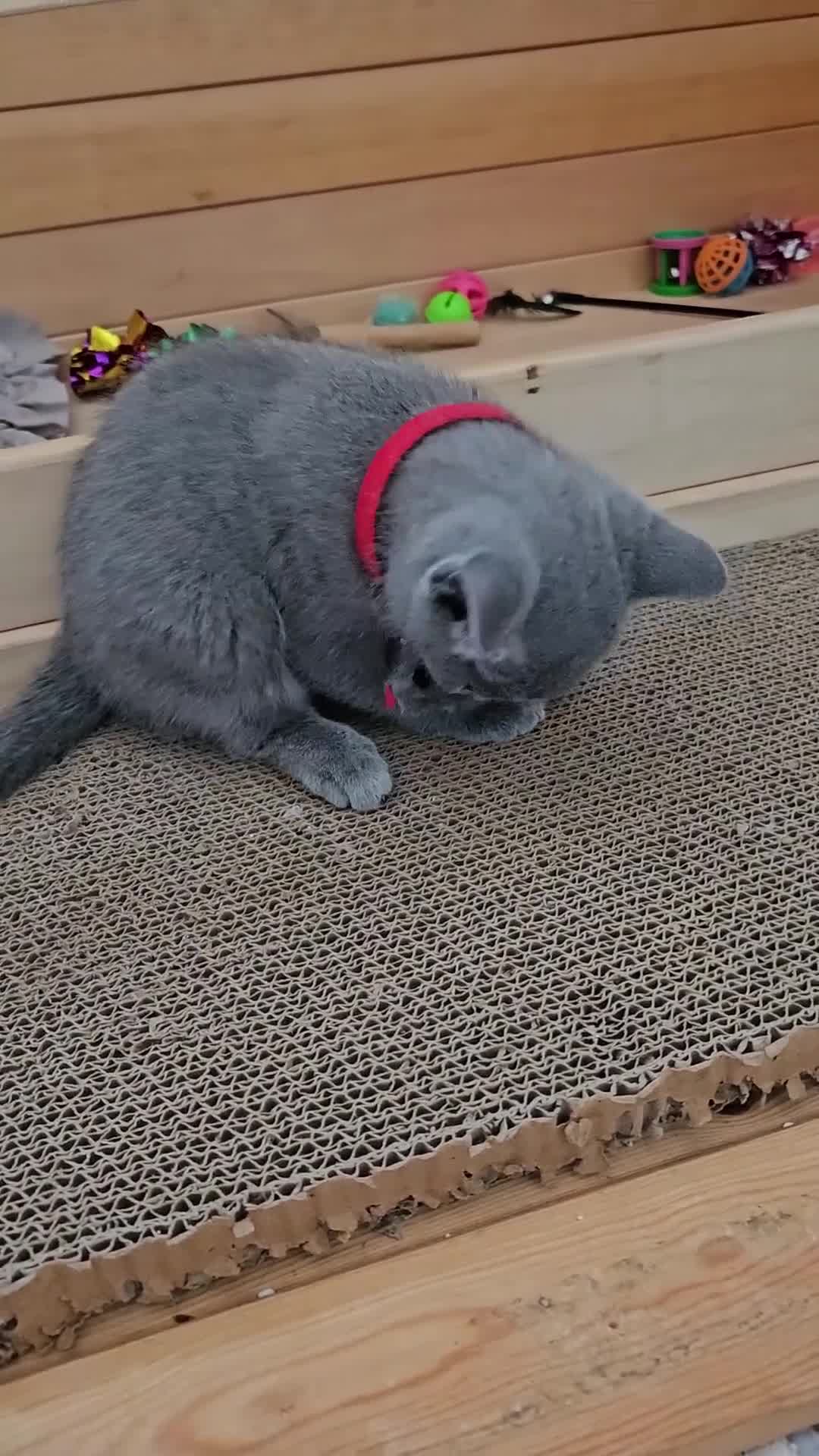 Russian Blue cats for sale: 🩶 Last Tica Russian Blue Boy ready to go 🩶 - Video 1